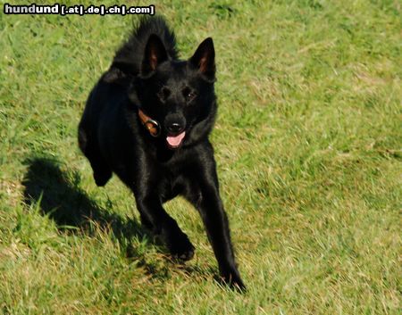 Norwegischer Elchhund schwarz Anouk vom Hundeparadies Eifel (Anouk)