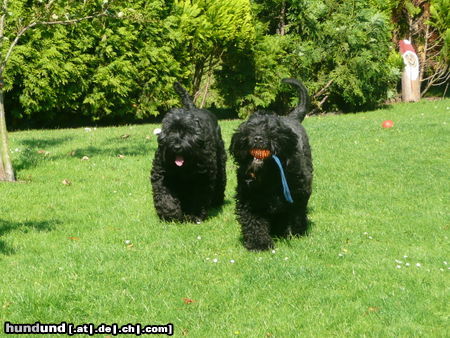 Russischer Schwarzer Terrier Spielen ist nun angesagt.