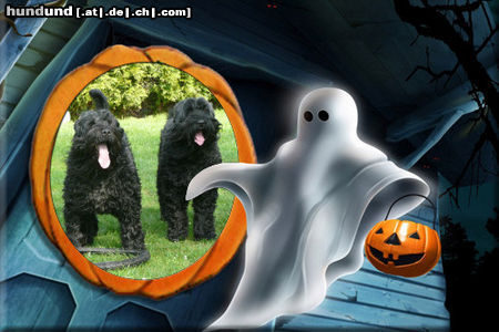 Russischer Schwarzer Terrier Happy Halloween