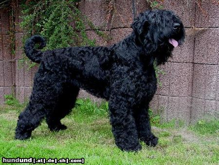 Russischer Schwarzer Terrier Hunde Foto 5422 Russischer Schwarzer Terrier Unser