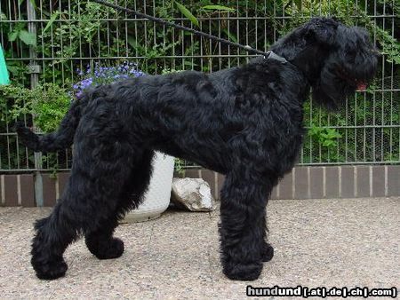 Russischer Schwarzer Terrier Hunde Foto 5423 Russischer Schwarzer Terrier Perra das Temperamentsbündel