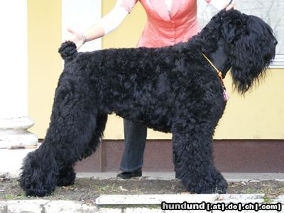 Russischer Schwarzer Terrier Black Cabaret Iván 