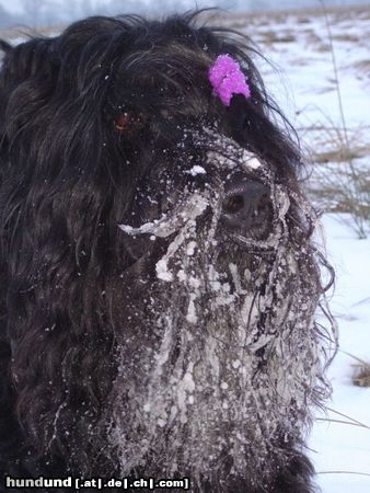 Russischer Schwarzer Terrier Hunde Foto 9516 Russischer Schwarzer Terrier winter is the best ...