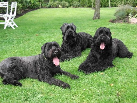 Russischer Schwarzer Terrier Taika,Kyra u.Zeus