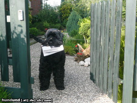 Russischer Schwarzer Terrier ...erst Leckerchen, dann Zeitung!