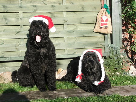 Russischer Schwarzer Terrier Frohe Weihnachten