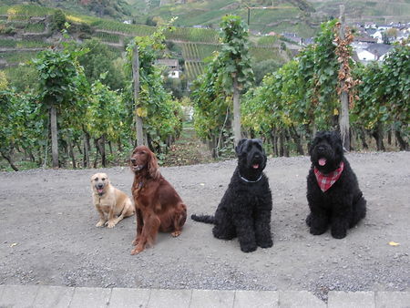 Russischer Schwarzer Terrier Gute Freunde
