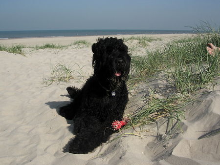 Russischer Schwarzer Terrier Hunde Foto 39606 Russischer Schwarzer Terrier Urlaubserinnerung