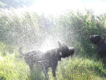 Russischer Schwarzer Terrier ohne Worte