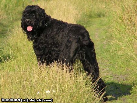 Russischer Schwarzer Terrier