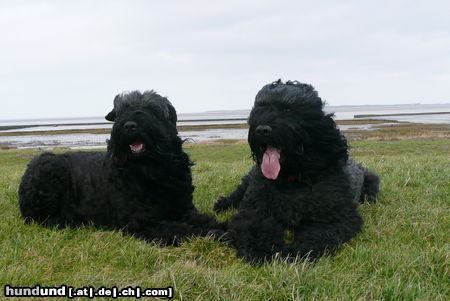 Russischer Schwarzer Terrier Wind, Sonne, Meer - unsere Heimat.