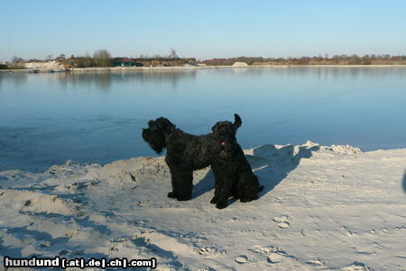 Russischer Schwarzer Terrier Leider ist der Kiessee noch zugefroren...