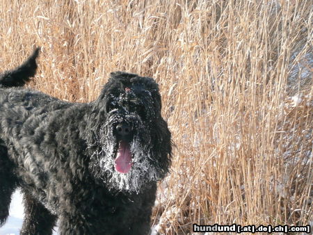 Russischer Schwarzer Terrier Hunde Foto 46213 in höherer Auflösung ansehen Russischer Schwarzer Terrier Russenwetter