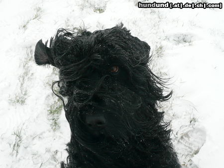 Russischer Schwarzer Terrier Tief Daisy hat Taika voll im Griff