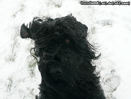 Russischer Schwarzer Terrier Hunde Foto 45487 in höherer Auflösung ansehen Russischer Schwarzer Terrier Tief Daisy hat Taika voll im Griff