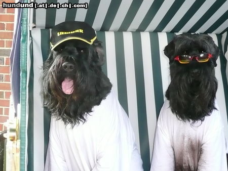 Russischer Schwarzer Terrier Deutschland nix Weltmeister