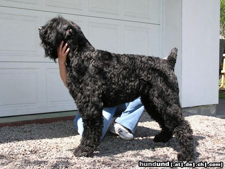 Russischer Schwarzer Terrier