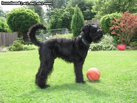Russischer Schwarzer Terrier Hunde Foto 4480 Russischer Schwarzer Terrier Rasputin