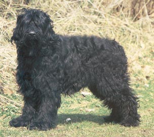 Russischer Schwarzer Terrier Hunde Foto 144 Russischer Schwarzer Terrier