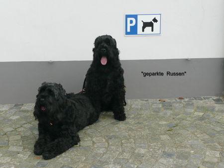 Russischer Schwarzer Terrier .....ohne Worte.