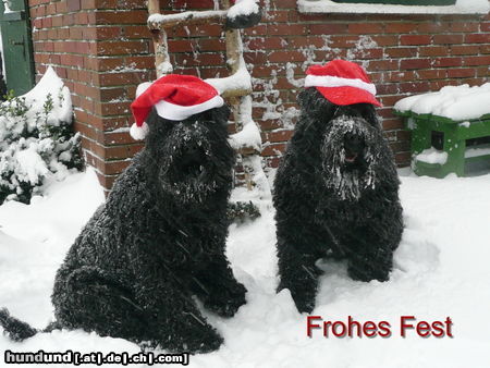 Russischer Schwarzer Terrier Frohe Weihnachten