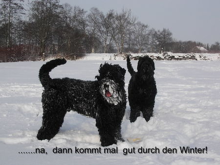 Russischer Schwarzer Terrier Endlich Winter??