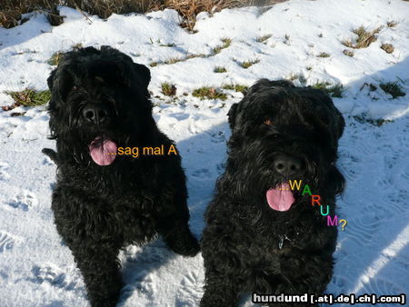 Russischer Schwarzer Terrier Hunde Foto 45525 in höherer Auflösung ansehen Russischer Schwarzer Terrier ..ohne Worte.