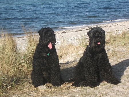 Russischer Schwarzer Terrier Hunde Foto 38382 Russischer Schwarzer Terrier Taika u. Zeus Urlaubsfreude