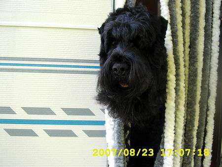 Russischer Schwarzer Terrier Hunde Foto 39552 Russischer Schwarzer Terrier Wau,endlich Urlaub!
