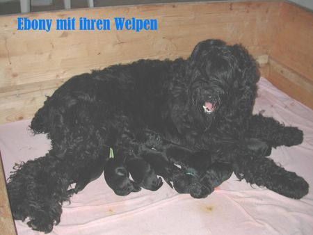 Russischer Schwarzer Terrier Hunde Foto 1813 Russischer Schwarzer Terrier Mutter mit ihren Welpen