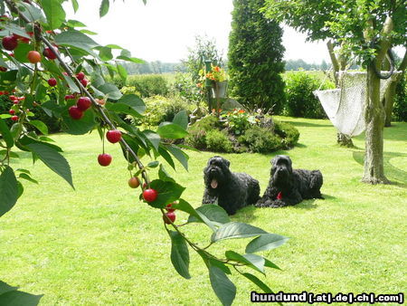 Russischer Schwarzer Terrier ...endlich Sommer?!