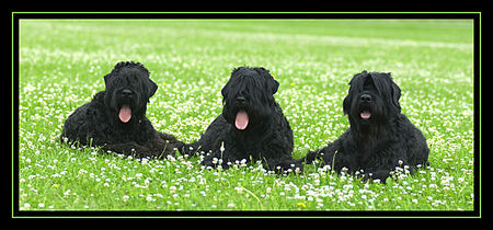 Russischer Schwarzer Terrier Hunde Foto 34172 in höherer Auflösung ansehen Russischer Schwarzer Terrier Schwarze Russische Terrier