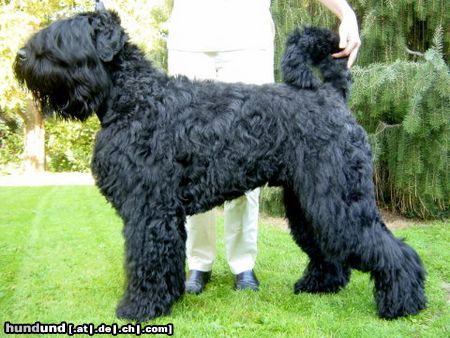 Russischer Schwarzer Terrier Hunde Foto 6518 Russischer Schwarzer Terrier Bundesjugendsieger 2003