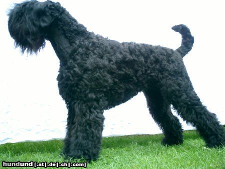 Russischer Schwarzer Terrier Hunde Foto 6519 Russischer Schwarzer Terrier Gaya- Grushenka vom Aralsee