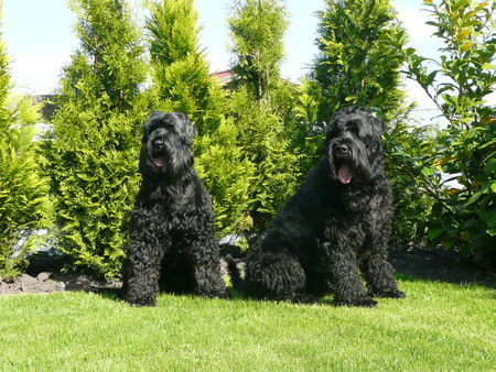 Russischer Schwarzer Terrier Hunde Foto 42224 Russischer Schwarzer Terrier Wo bleibt das Leckerchen??