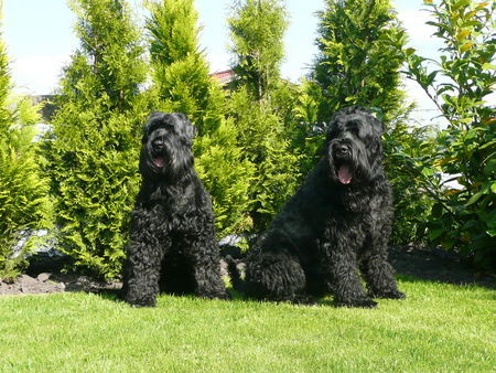 Russischer Schwarzer Terrier Wo bleibt das Leckerchen??