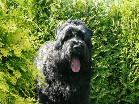 Russischer Schwarzer Terrier Zeus,ein toller Bursche!