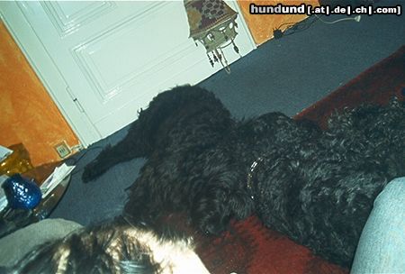 Russischer Schwarzer Terrier Hunde Foto 4227 Russischer Schwarzer Terrier odin (schwarzer russischer terrier, und justus (riesenschnauzer) sind unsterblich verliebt.