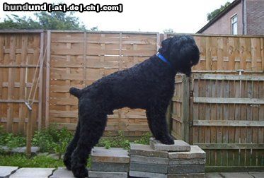 Russischer Schwarzer Terrier Hunde Foto 4368 Russischer Schwarzer Terrier Freek