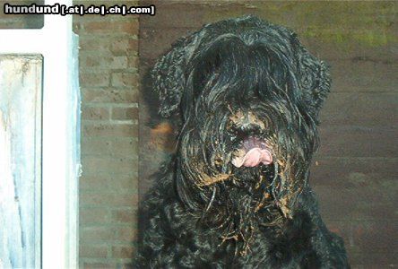 Russischer Schwarzer Terrier Hunde Foto 4329 Russischer Schwarzer Terrier Freek