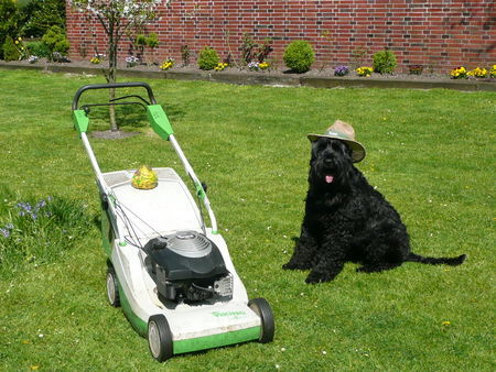 Russischer Schwarzer Terrier Hunde Foto 41902 Russischer Schwarzer Terrier ....hab fertig!