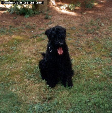 Russischer Schwarzer Terrier Hunde Foto 4867 Russischer Schwarzer Terrier Barishnya´s Helena-Iaska