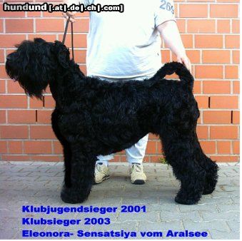 Russischer Schwarzer Terrier Hunde Foto 6520 Russischer Schwarzer Terrier Eleonora- Sensatsiya vom Aralsee