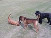 Russischer Schwarzer Terrier Foto: Lara (etwas unmotiviert) mit ihren besten Freunden (ID 17976) Russischer Schwarzer Terrier Hund