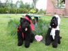 Russischer Schwarzer Terrier Foto: Unser russisches Traumpaar (ID 35917) Russischer Schwarzer Terrier Hund