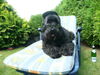 Russischer Schwarzer Terrier Foto: Mallorca-Wetter in Ostfriesland (ID 44495) Russischer Schwarzer Terrier Hund