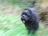 Russischer Schwarzer Terrier Foto: Zeus in Eile (ID 40866) Russischer Schwarzer Terrier Hund