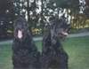 Russischer Schwarzer Terrier Foto: Barishny´s Helena-Iaska (WT 01.05.2000) und Ivy-Dasha vom Fischerhof (WT 02.08.2001) (ID 945) Russischer Schwarzer Terrier Hund