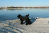 Russischer Schwarzer Terrier Hund