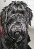 Russischer Schwarzer Terrier Foto: Rasputin an seinem 1. Geburtstag (ID 3008) Russischer Schwarzer Terrier Hund